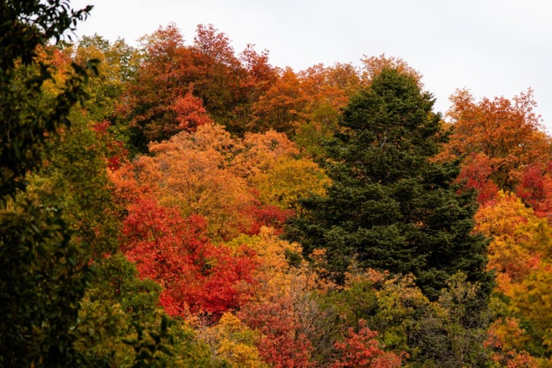 Lone Fall Pine