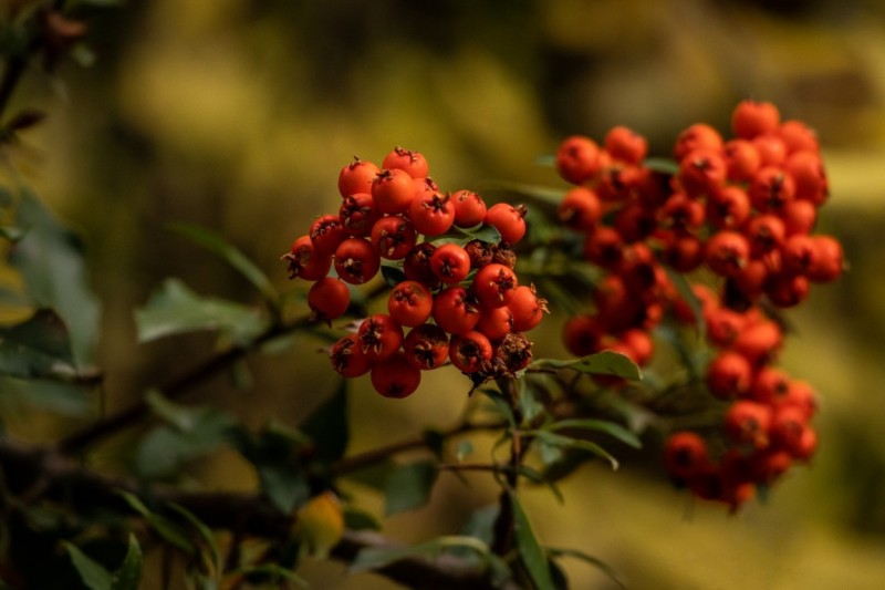 Berries Harvest