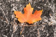 Fall Maple Leaf