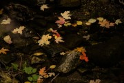 Floating Fall Leaves - Mueller Park, UT