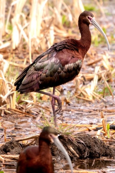 Ibis Water