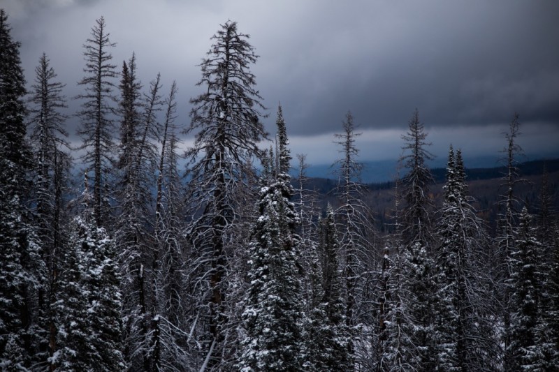 Frozen Pine Forest  -