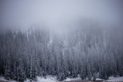 Frozen Forest in the Mist