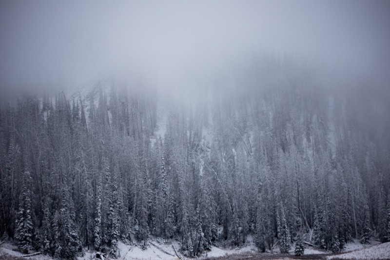 Frozen Forest in the Mist