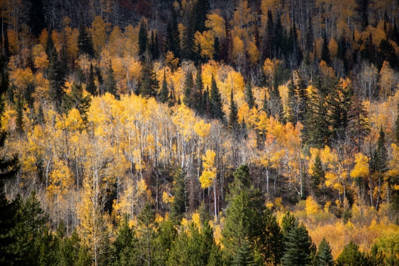 Fall Forest Colors