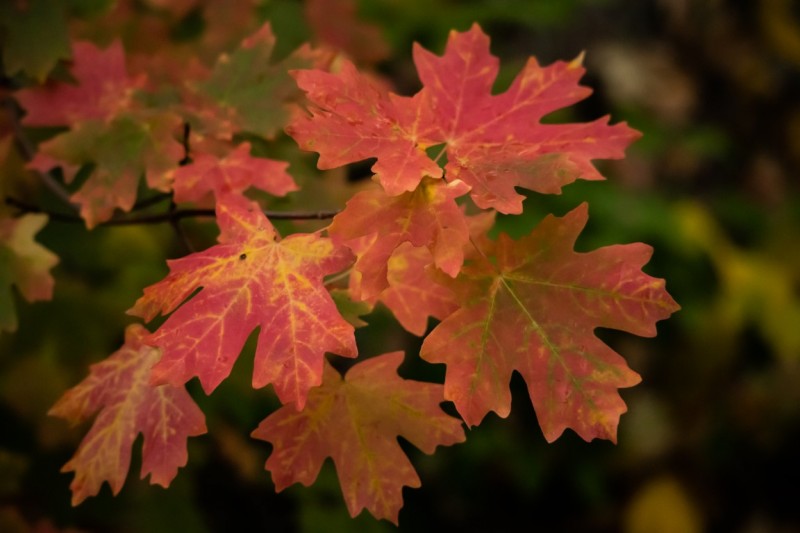 Fall Colors Blending