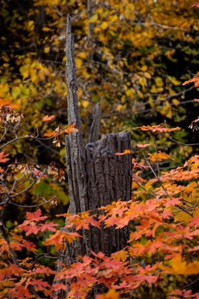 Broken Tree Colors