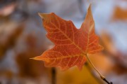 Fall Maple Leaf