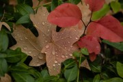 Rainy Fall Leaves