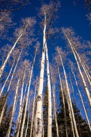 Winter Aspen's Towers