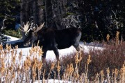 Moose Crossing