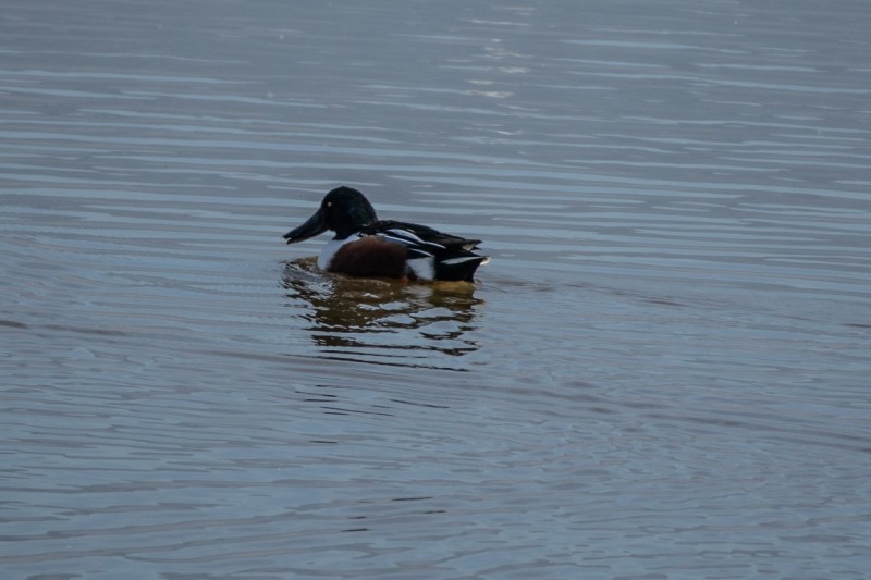 Northern Shoveler