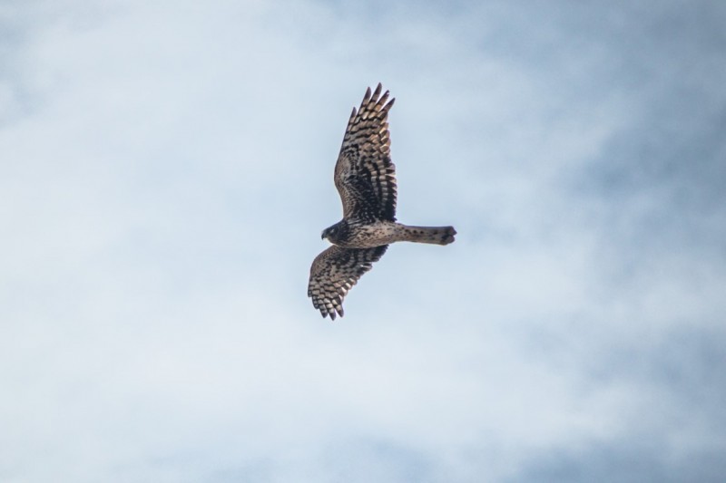 Northern Harrier Soaring