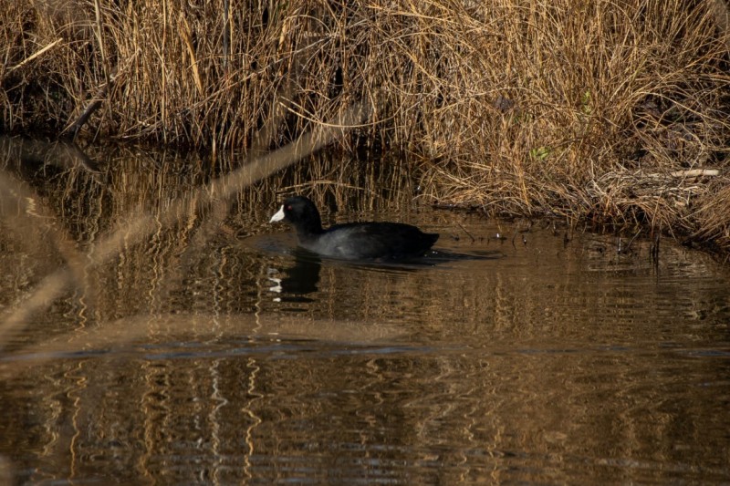 American Coot