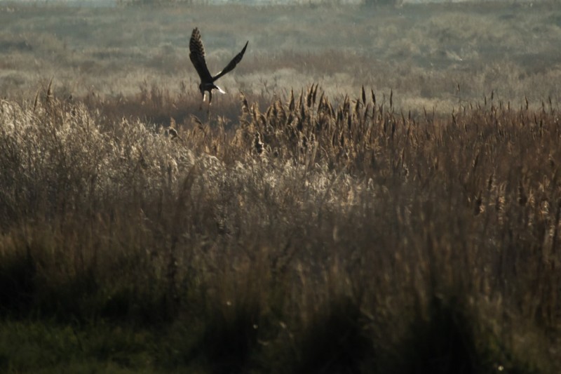 Hawk Fields