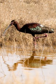 Ibis Reflection