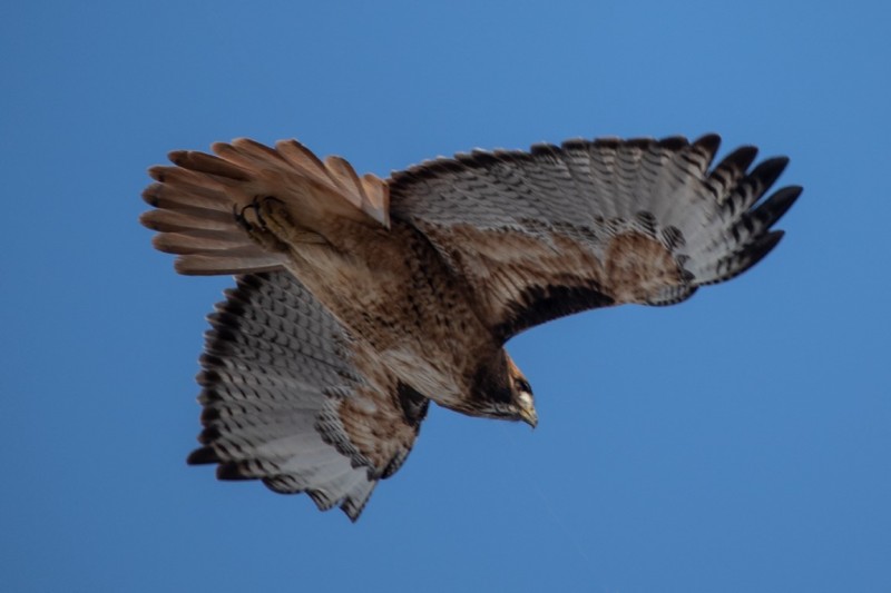 Diving Hawk