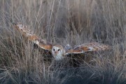 Barn Owl Peeking