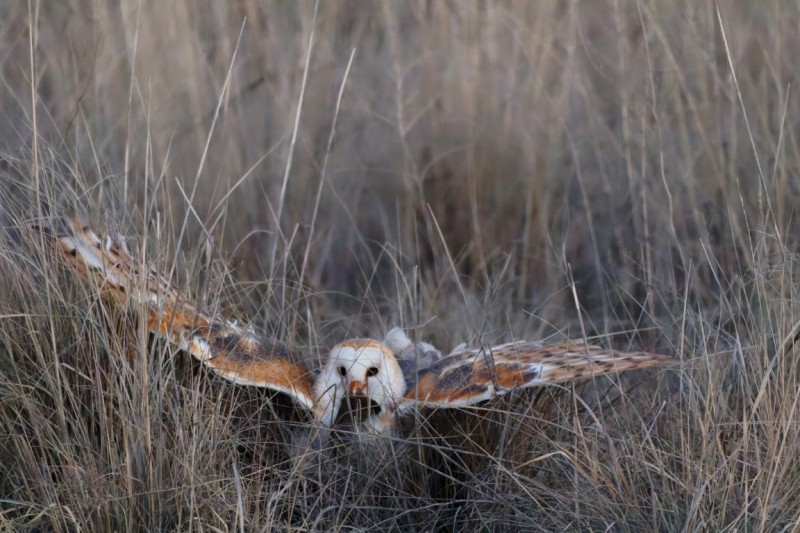 Owl's Prey