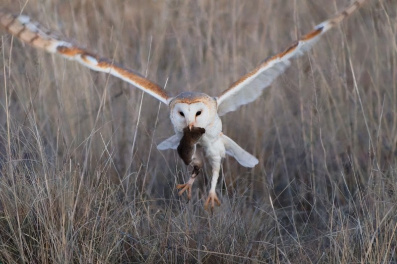 Owls Aways