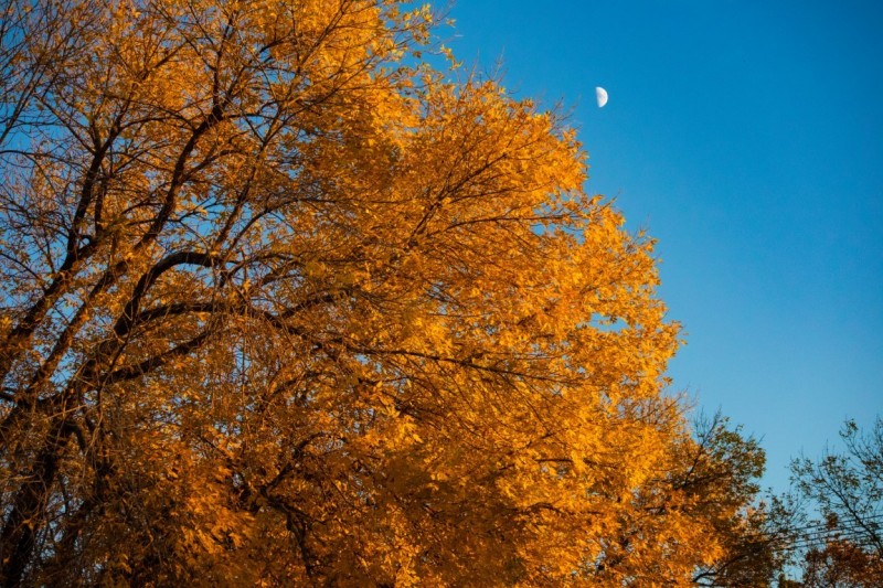 Fall Moon