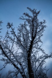 Frozen Icy Winter Tree