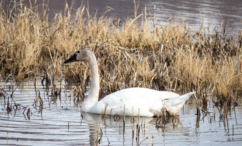 Snow Goose