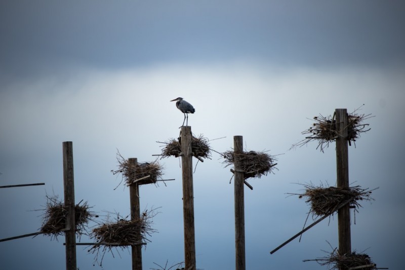 Heron's Perch