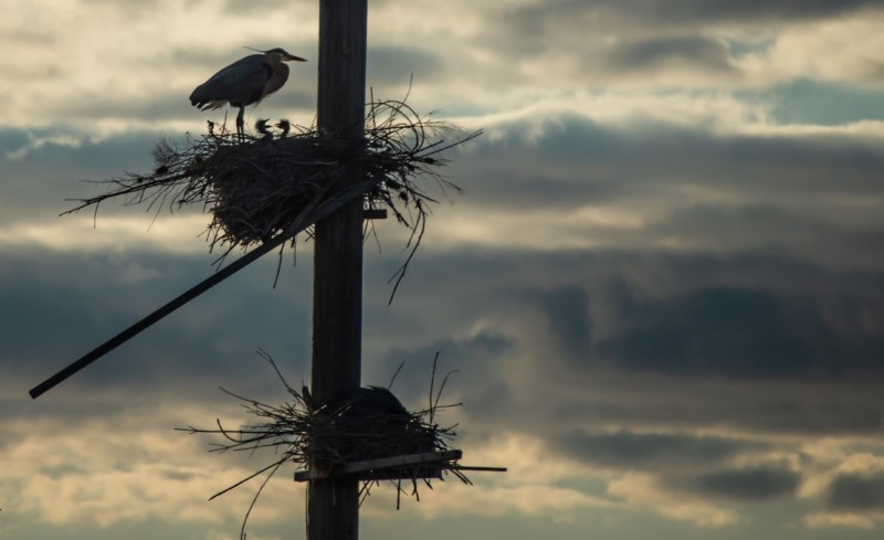 Springtime Nest