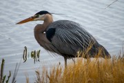 Pondering Heron