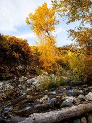 Fall on the Creekside