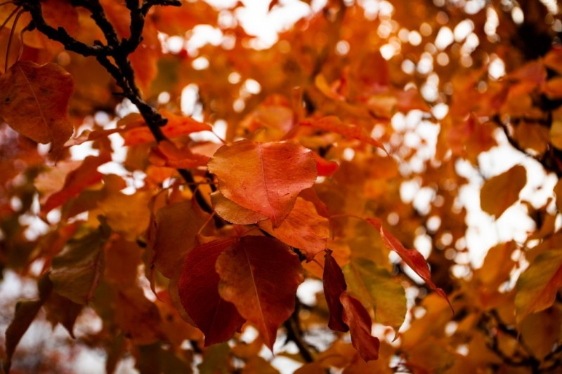 Fall Leaves Glow