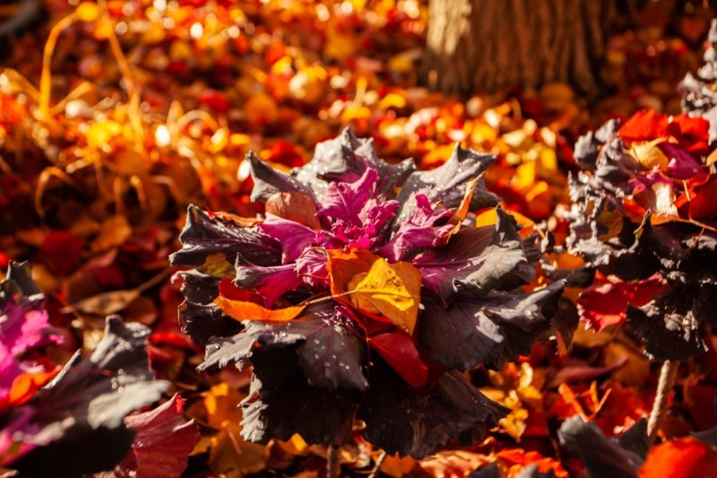 Fall Cabbages