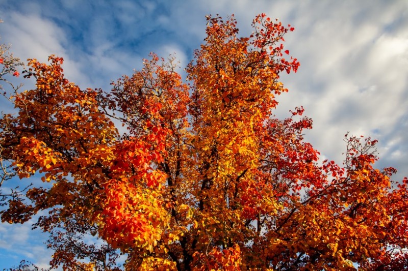 City Colors in the Fall