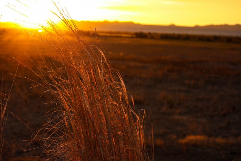 Summer Grass Sunsets