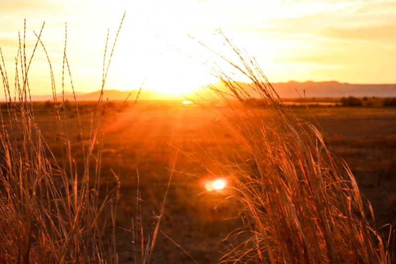 Grassy Sunbursts