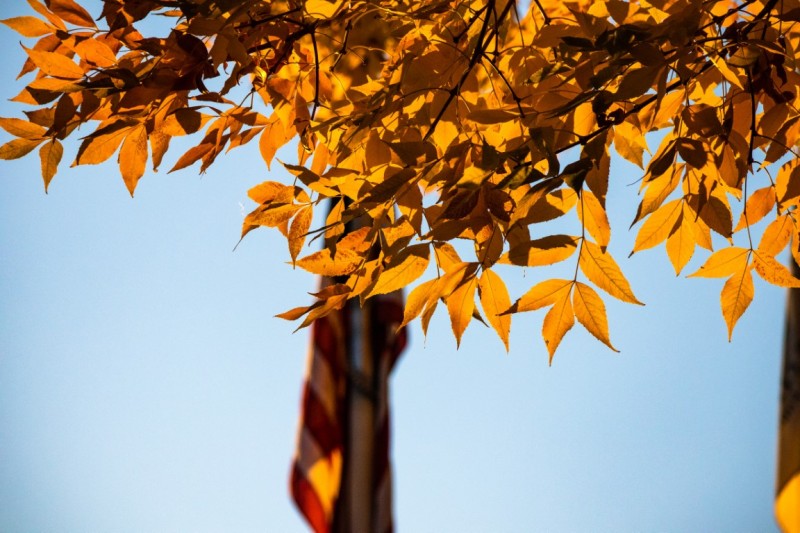 Solemn Flags