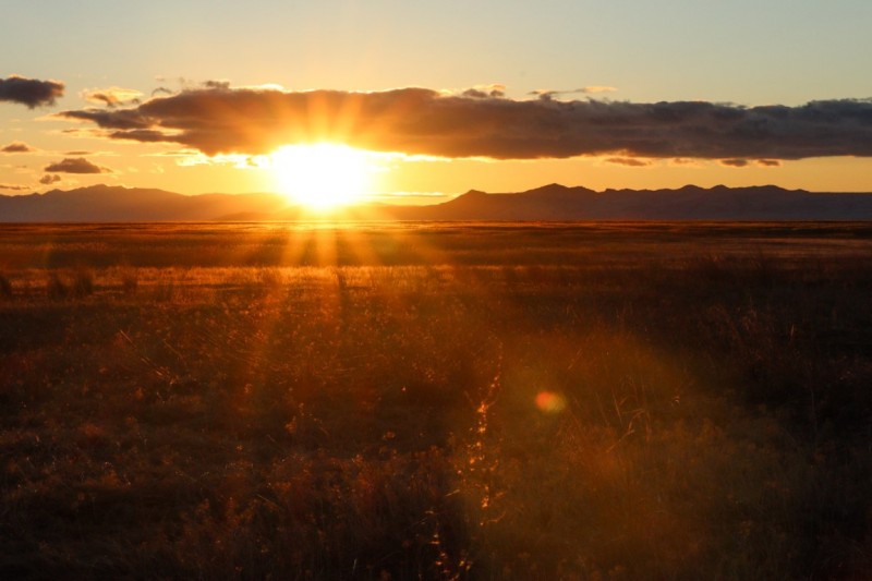 Fields of Gold