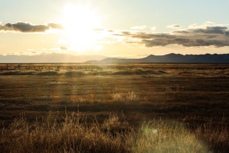 Country Fields