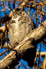 Great Horned Perch