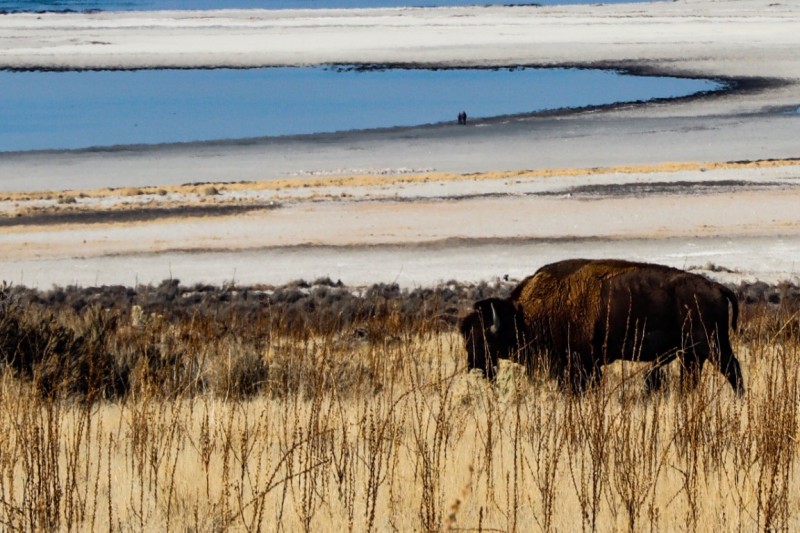 Bison Shores